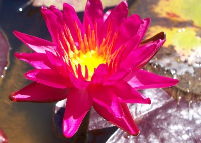 Nymphaea ‘Red Satin’ hybrid and photo © Mike Giles