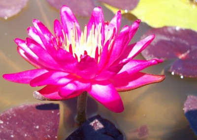 Nymphaea ‘Red Satin’ hybrid and photo © Mike Giles