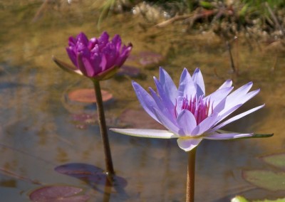 Nymphaea ‘Royal Satin’ hybrid and photo © Mike Giles