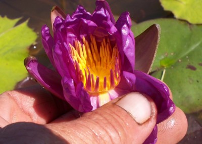 Nymphaea ‘Royal Satin’ hybrid and photo © Mike Giles