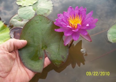 Nymphaea ‘Royal Satin’ hybrid and photo © Mike Giles