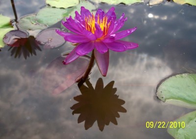 Nymphaea ‘Royal Satin’ hybrid and photo © Mike Giles