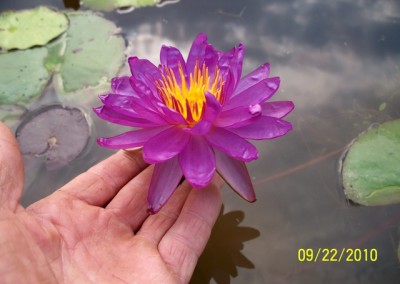 Nymphaea ‘Royal Satin’ hybrid and photo © Mike Giles