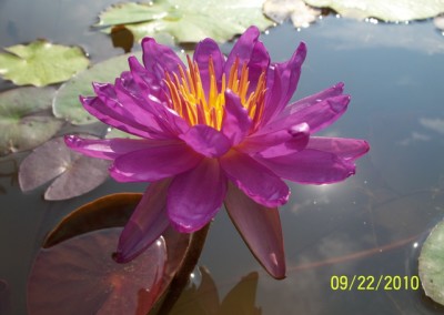 Nymphaea ‘Royal Satin’ hybrid and photo © Mike Giles