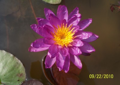 Nymphaea ‘Royal Satin’ hybrid and photo © Mike Giles