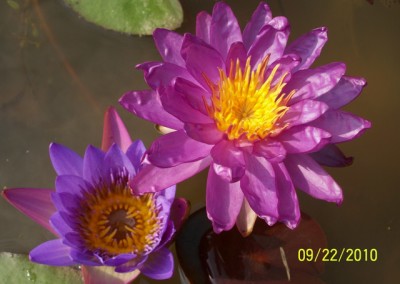 Nymphaea ‘Royal Satin’ hybrid and photo © Mike Giles