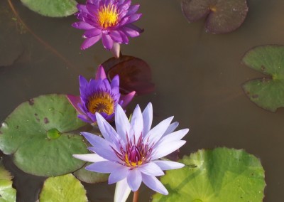 Nymphaea ‘Royal Satin’ hybrid and photo © Mike Giles