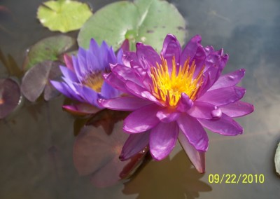 Nymphaea ‘Royal Satin’ hybrid and photo © Mike Giles