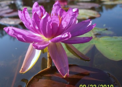 Nymphaea ‘Royal Satin’ hybrid and photo © Mike Giles