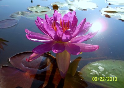 Nymphaea ‘Royal Satin’ hybrid and photo © Mike Giles