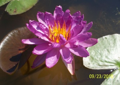 Nymphaea ‘Royal Satin’