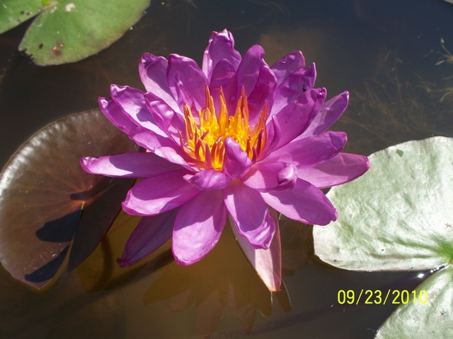 Nymphaea ‘Royal Satin’