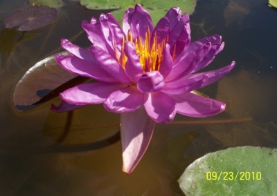 Nymphaea ‘Royal Satin’ hybrid and photo © Mike Giles