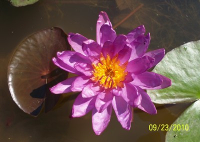 Nymphaea ‘Royal Satin’ hybrid and photo © Mike Giles