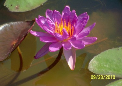 Nymphaea ‘Royal Satin’ hybrid and photo © Mike Giles