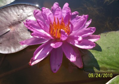 Nymphaea ‘Royal Satin’ hybrid and photo © Mike Giles