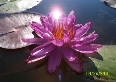 Nymphaea ‘Royal Satin’ hybrid and photo © Mike Giles