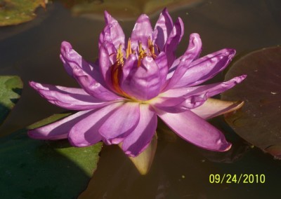 Nymphaea ‘Royal Satin’ hybrid and photo © Mike Giles