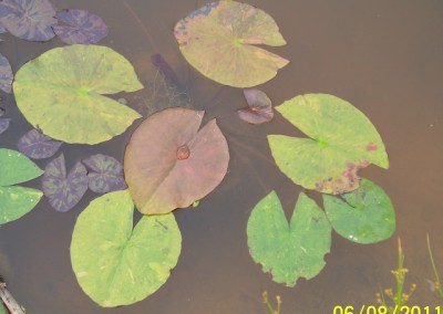 Nymphaea ‘Stunning Purple’ hybrid and photo © Mike Giles