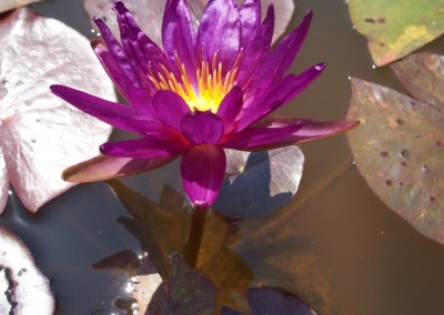 Nymphaea ‘Stunning Purple’ hybrid and photo © Mike Giles