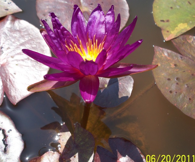 Nymphaea ‘Stunning Purple’