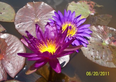 Nymphaea ‘Stunning Purple’ hybrid and photo © Mike Giles on left and tropical on right