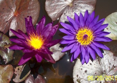 Nymphaea ‘Stunning Purple’ hybrid and photo © Mike Giles on left and tropical on right