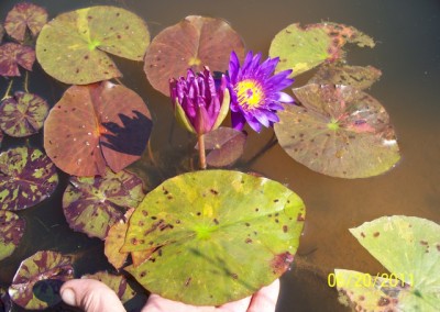 Nymphaea ‘Stunning Purple’ hybrid and photo © Mike Giles on left and tropical on right