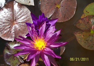 Nymphaea ‘Stunning Purple’ hybrid and photo © Mike Giles on bottom and tropical on top