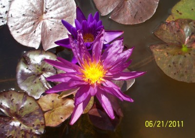 Nymphaea ‘Stunning Purple’ hybrid and photo © Mike Giles on bottom and tropical on top