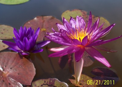 Nymphaea ‘Stunning Purple’ hybrid and photo © Mike Giles on right and tropical on left