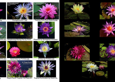 The 2015 3rd Annual IWC New Waterlily Contest