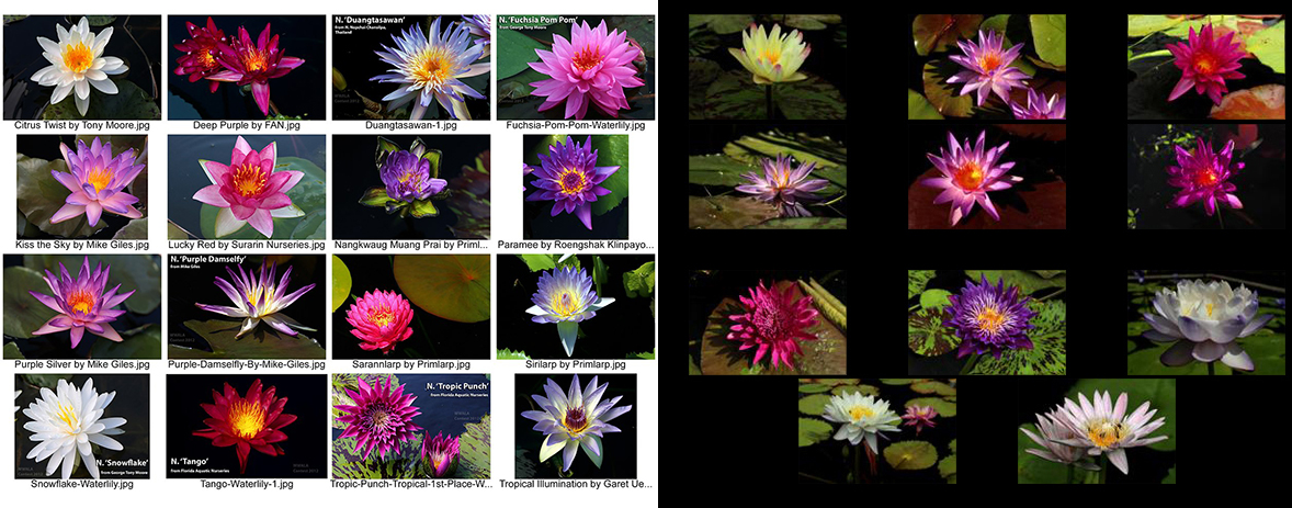 The 2015 3rd Annual IWC New Waterlily Contest