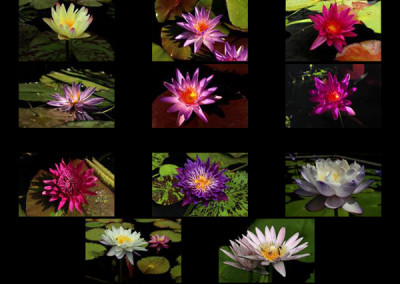 The 2013 2nd Annual WWALA & IWC New Waterlily Contest Voting Page