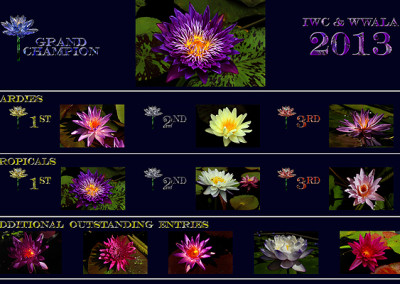 The 2013 2nd Annual WWALA & IWC  New Waterlily Contest Winners