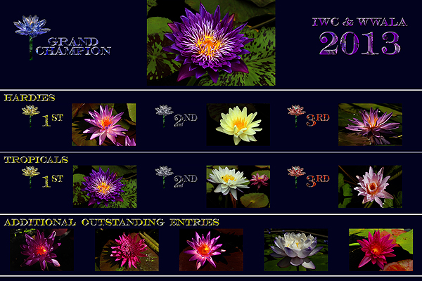 The 2013 2nd Annual WWALA & IWC  New Waterlily Contest Winners