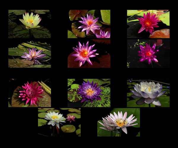 The 2013 2nd Annual WWALA & IWC New Waterlily Contest Voting Page