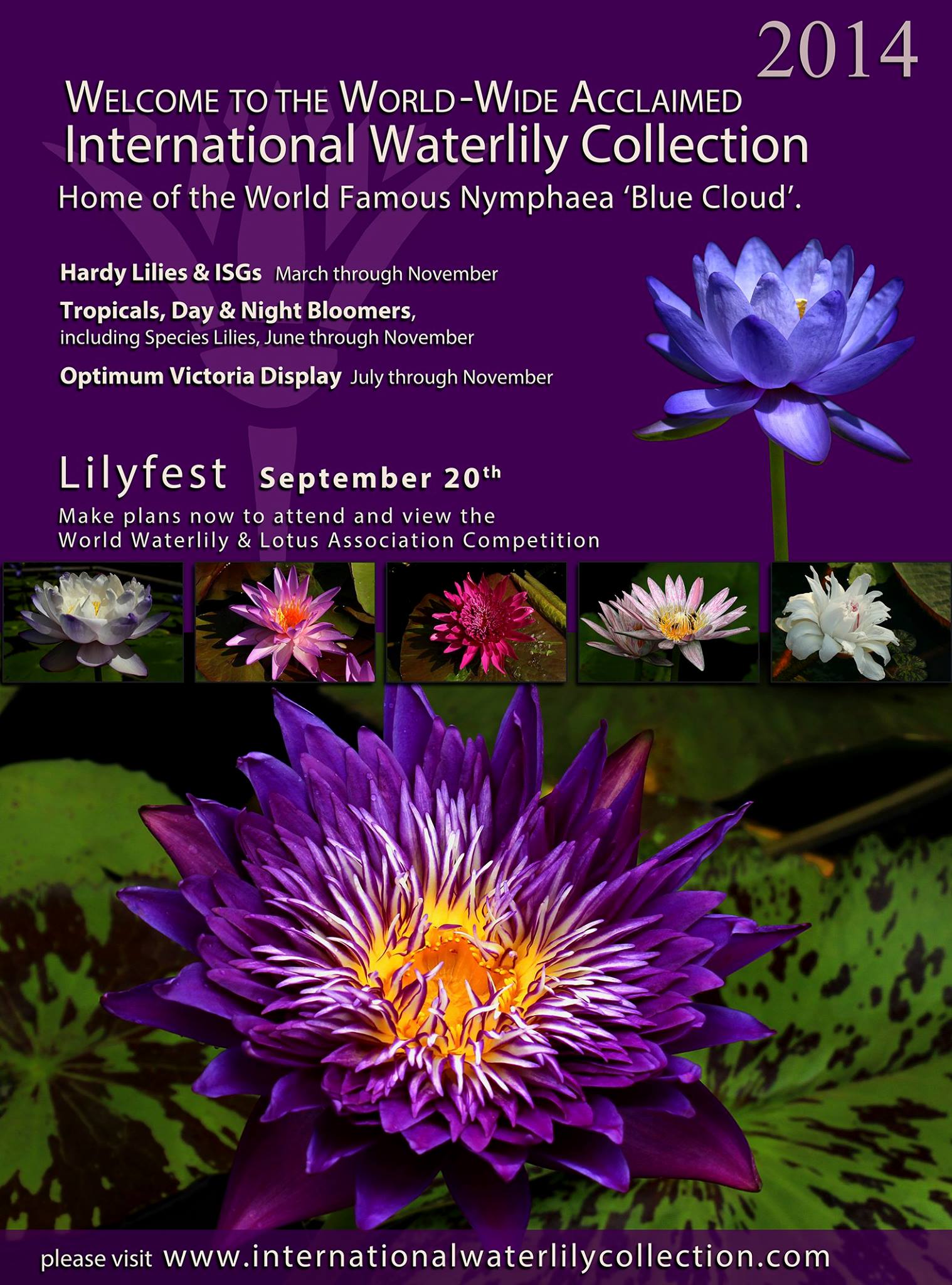 LilyFest 2014