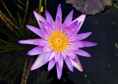 Nymphaea 'Mayor Dwain Morrison'