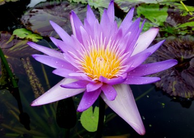 Nymphaea ‘Mayor Dwain Morrison’