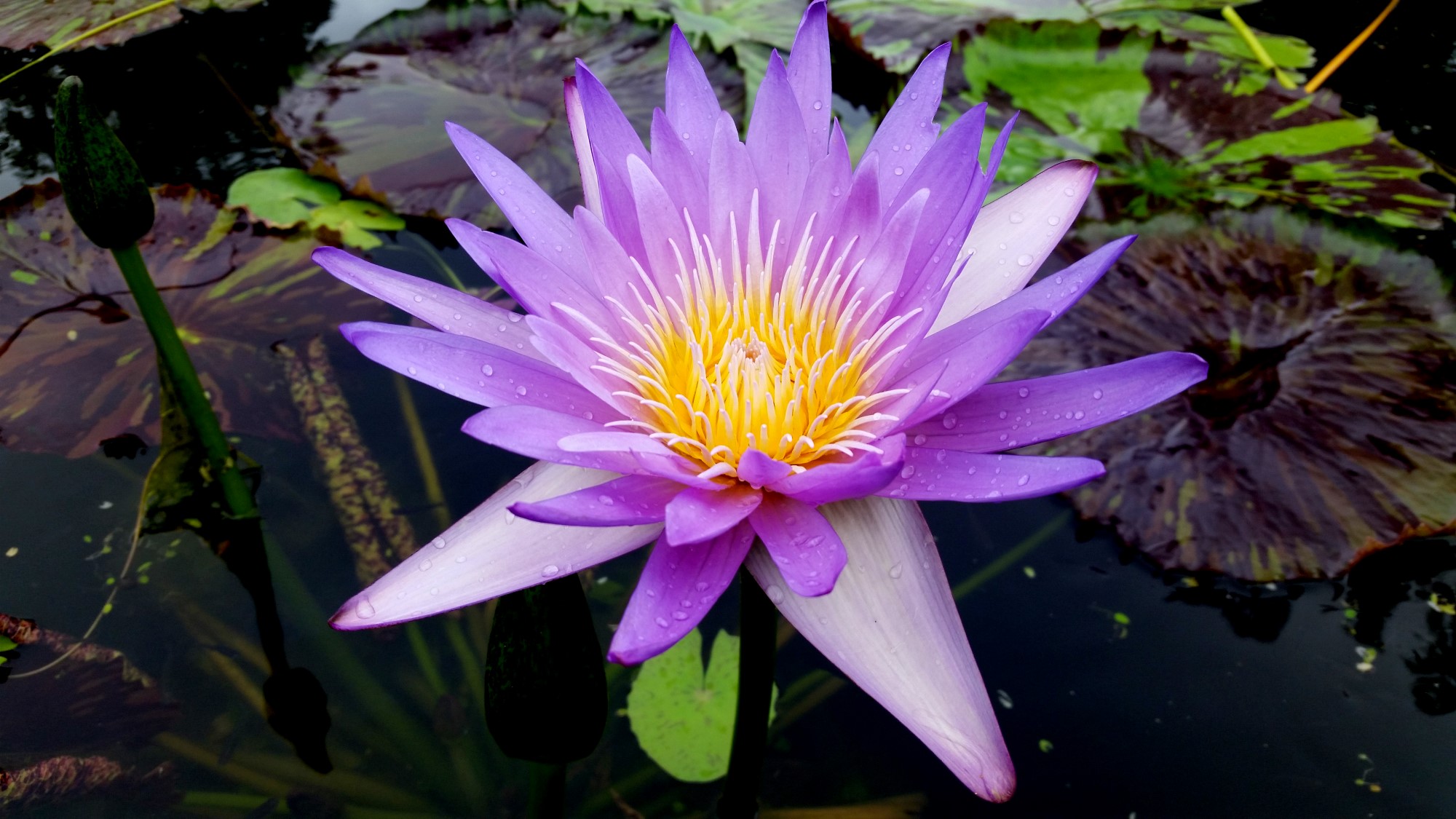 Nymphaea ‘Mayor Dwain Morrison’