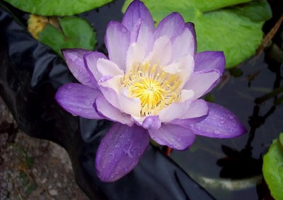 Nymphaea immutabilis subsp. immutabilis