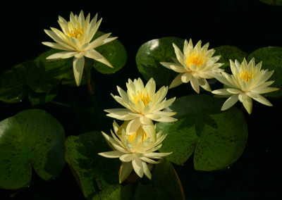 Nymphaea 'Texas Dawn'