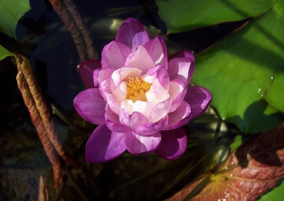 Nymphaea immutabilis subsp. immutabilis