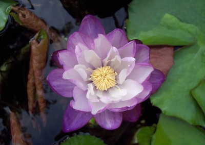 Nymphaea immutabilis subsp. immutabilis