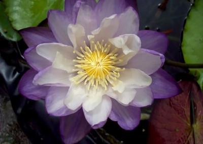 Nymphaea immutabilis subsp. immutabilis