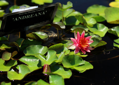 Nymphaea 'Andreana'