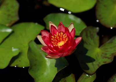 Nymphaea 'Andreana'