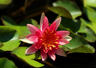 Nymphaea 'Andreana'