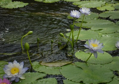 Nymphaea ‘Ao Bonbori’